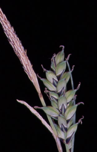Carex panicea 2
