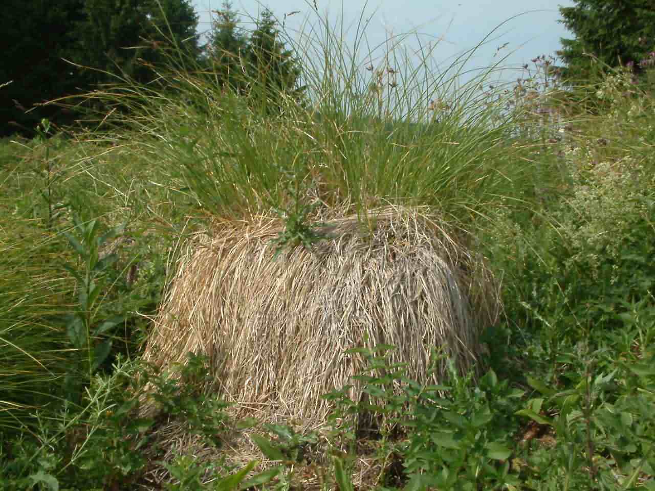 Carex paniculata 1