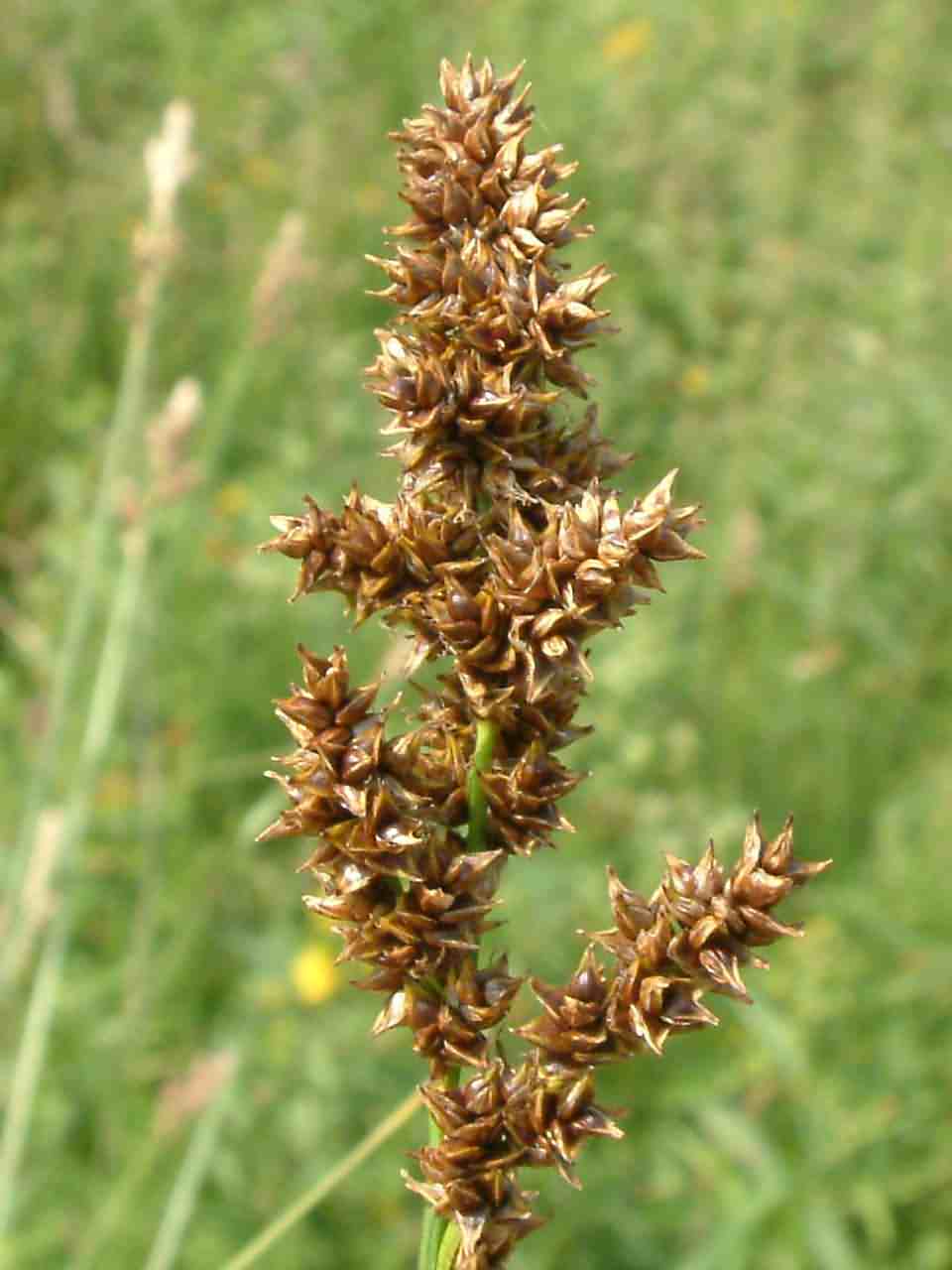 Carex paniculata 2