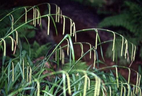 Carex pendula 1