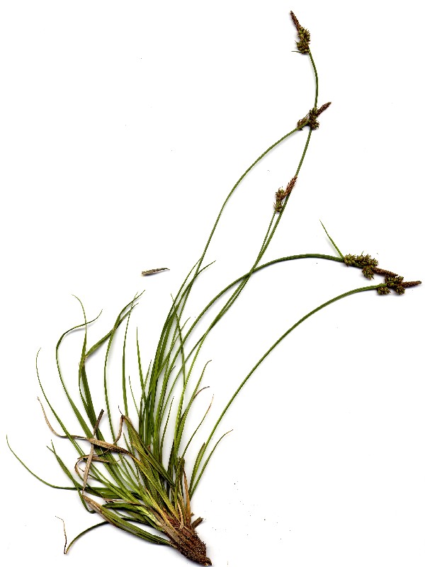 Carex pilulifera 1