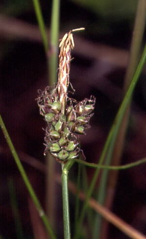 Carex pilulifera 2