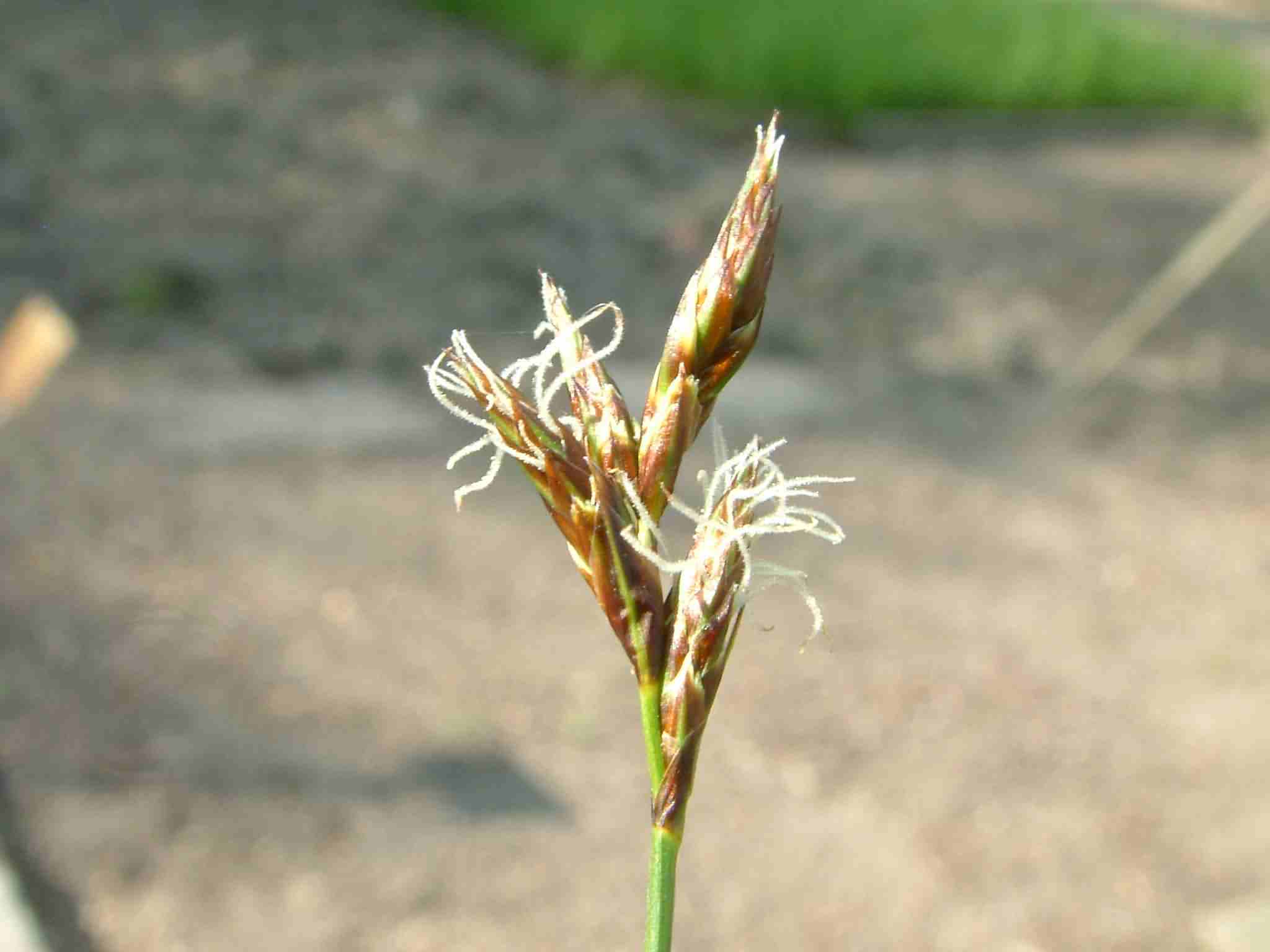 Carex praecox 1