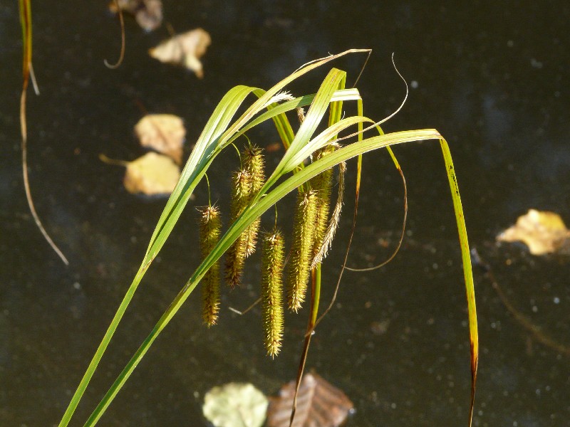 Carex pseudocyperus Carex pseudocyperus