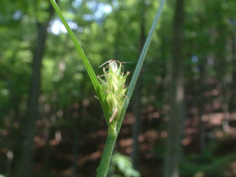 Carex remota 2