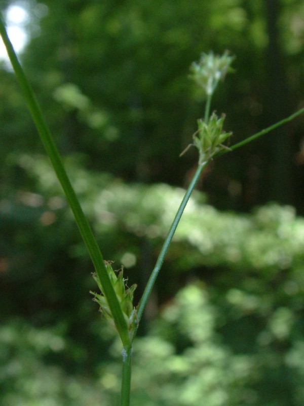 Carex remota 2