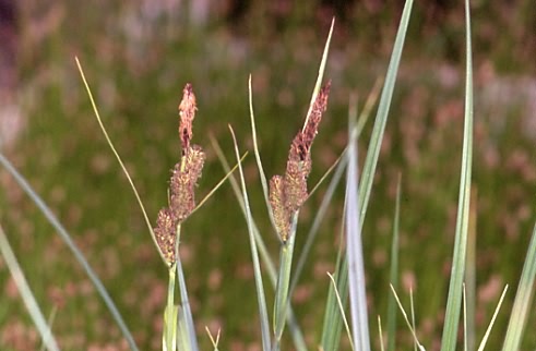 Carex riparia 1