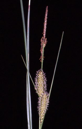 Carex rostrata 1