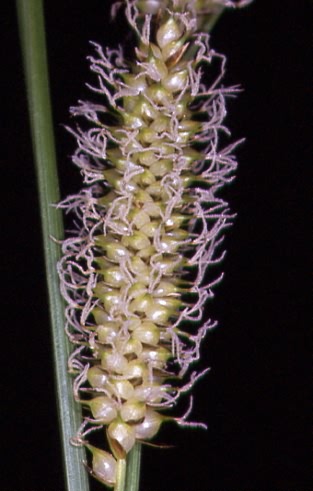 Carex rostrata 2