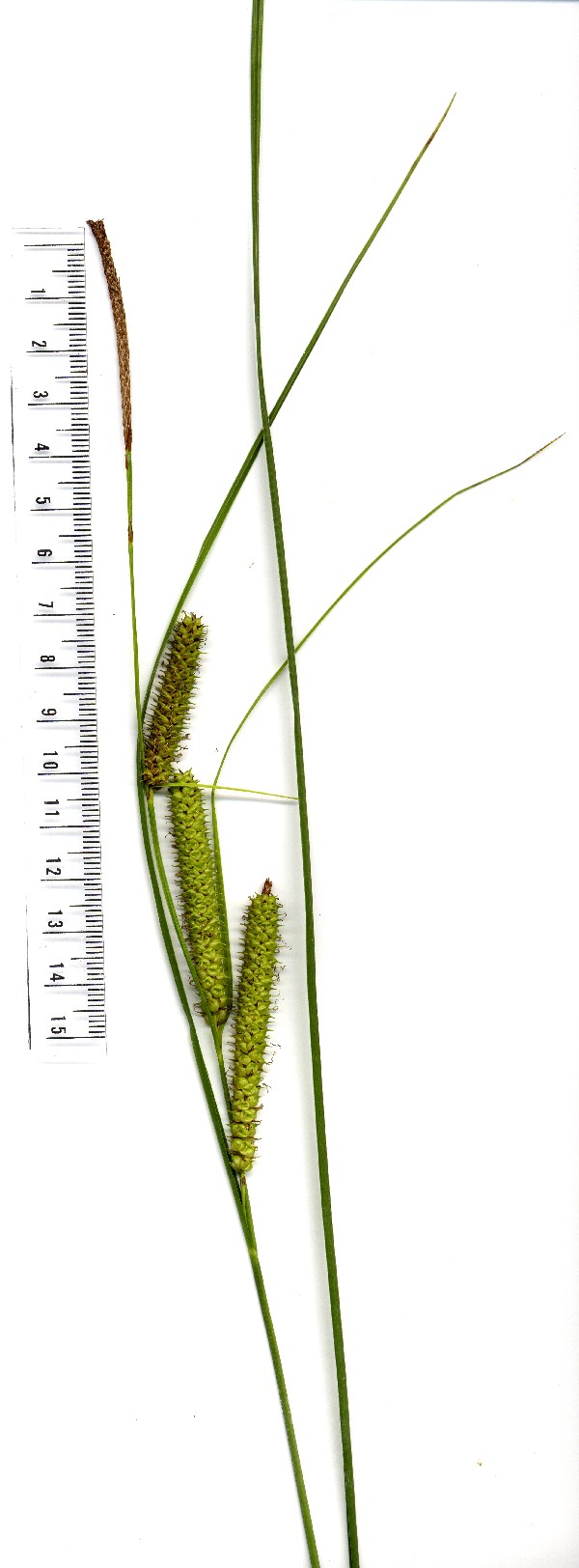 Carex rostrata 3