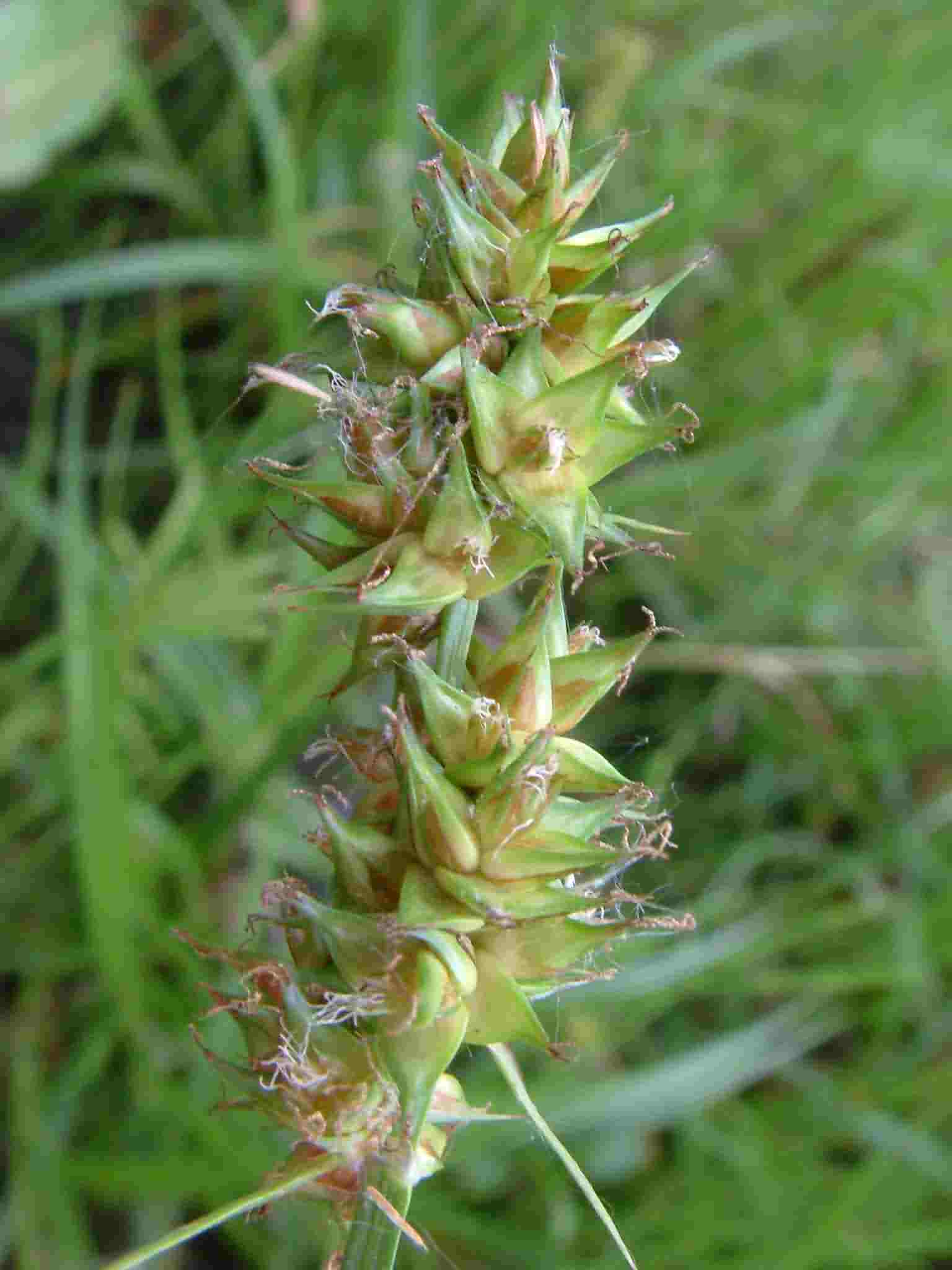 Carex spicata 1