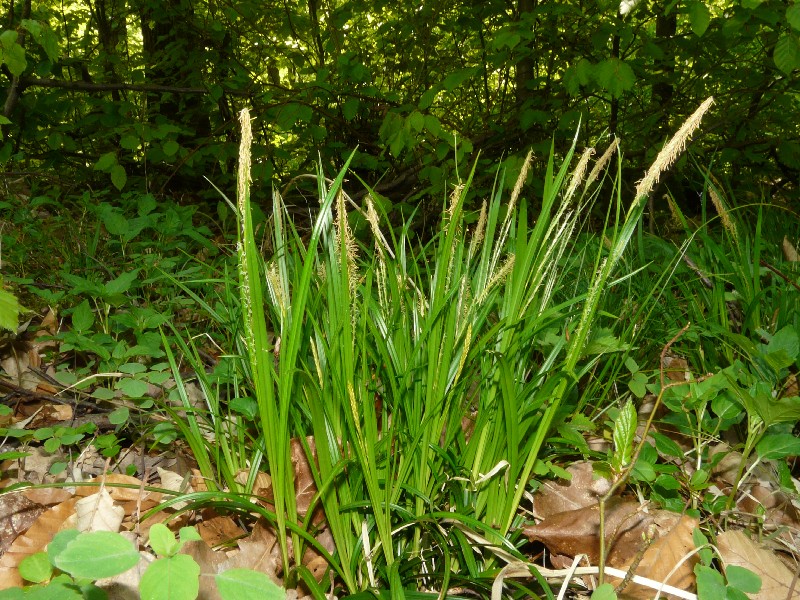 Carex sylvatica 1