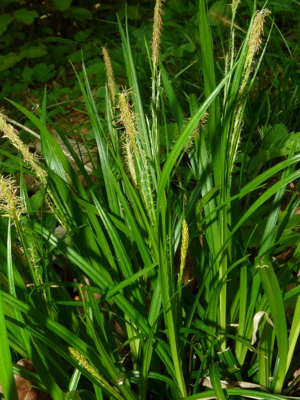 Carex sylvatica 2