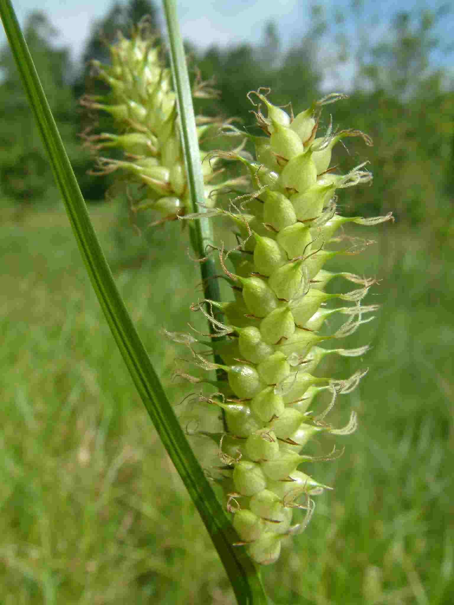 Carex vesicaria 1