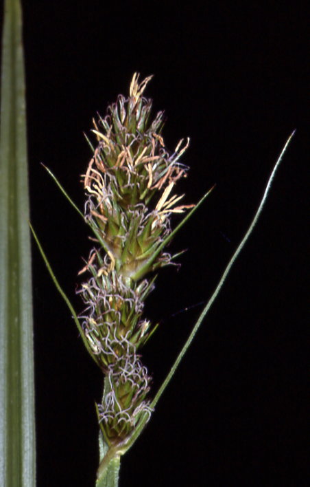 Carex vulpina 1