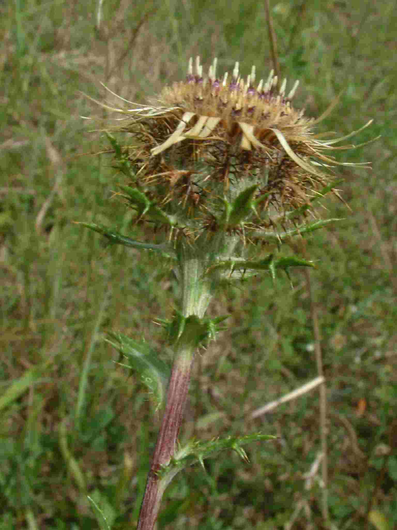 Carlina vulgaris 2