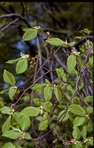 Carpinus betulus 2