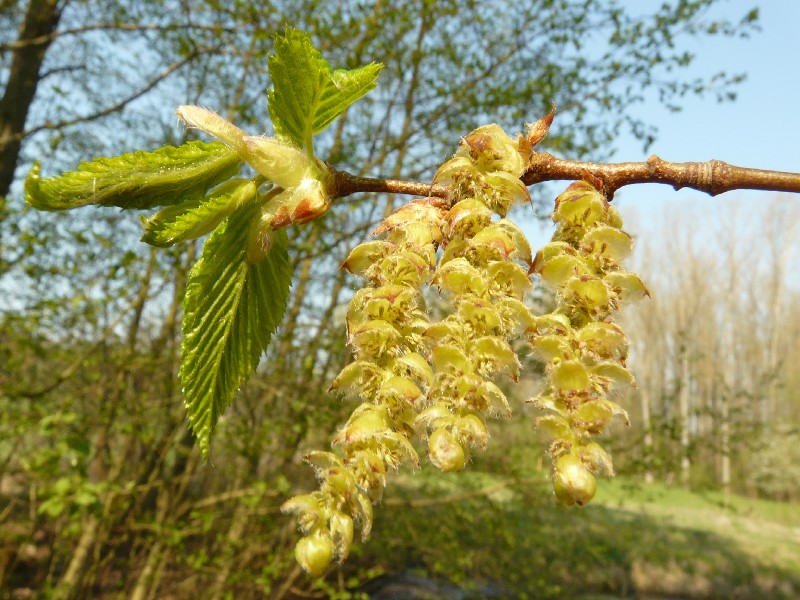 Carpinus betulus 1