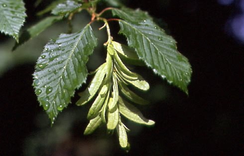 Carpinus betulus 3