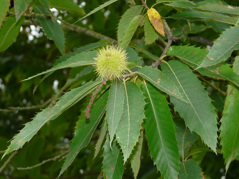 Castanea sativa 2