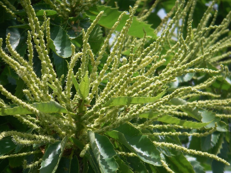 Castanea sativa 1