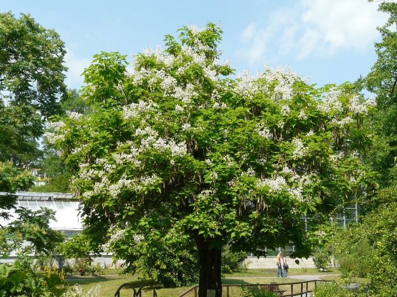 Catalpa bignonioides 1