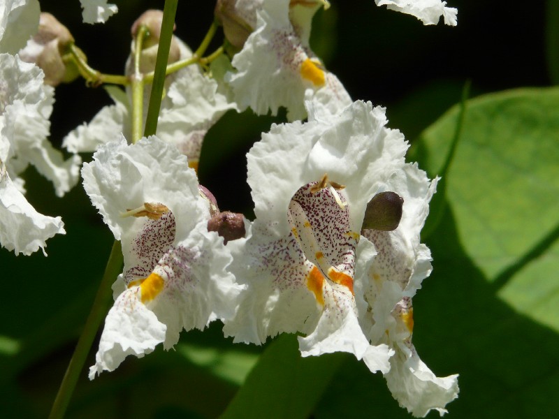 Catalpa bignonioides 3