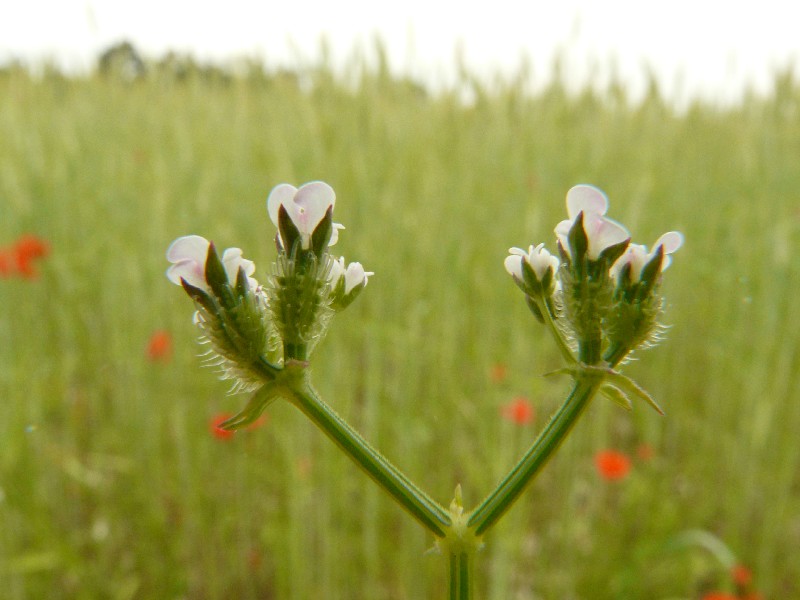 Caucalis platycarpos 3