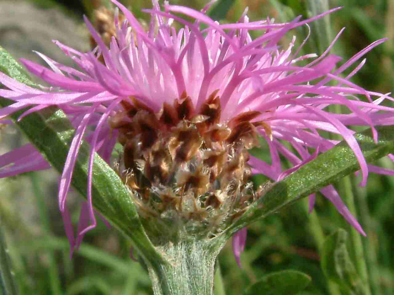 Centaurea jacea 2