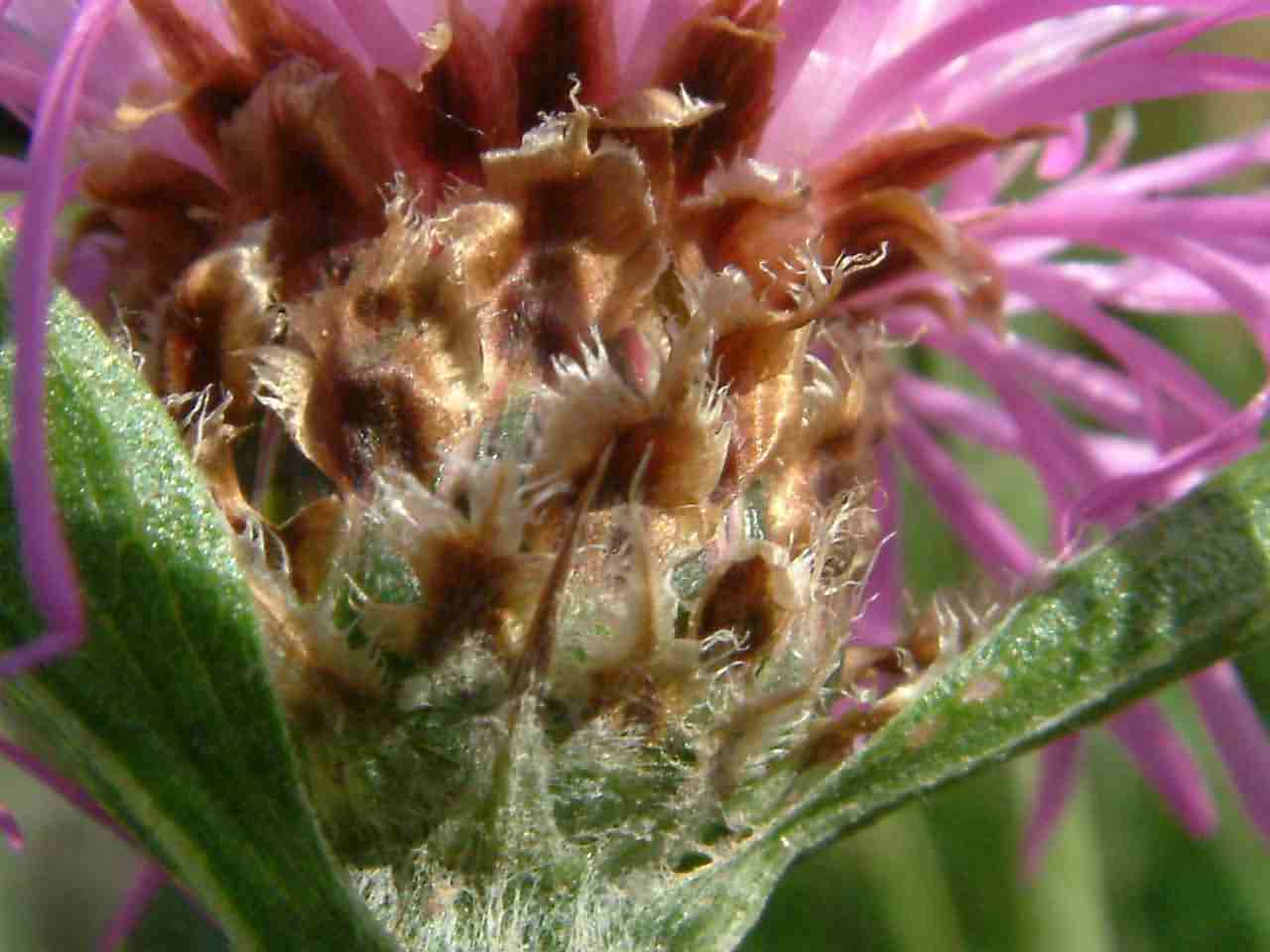 Centaurea jacea 3