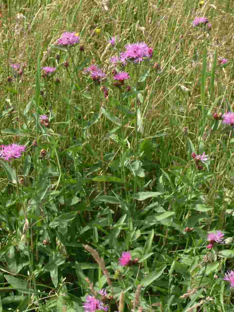 Centaurea jacea 1