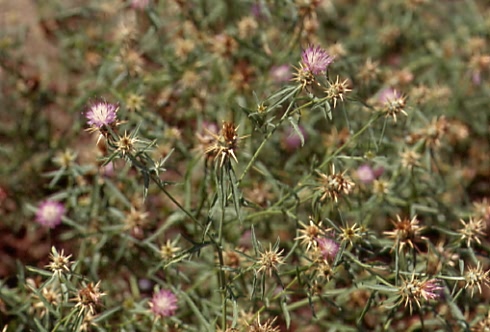 Centaurea calcitrapa 1