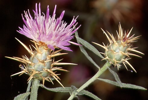 Centaurea calcitrapa 2