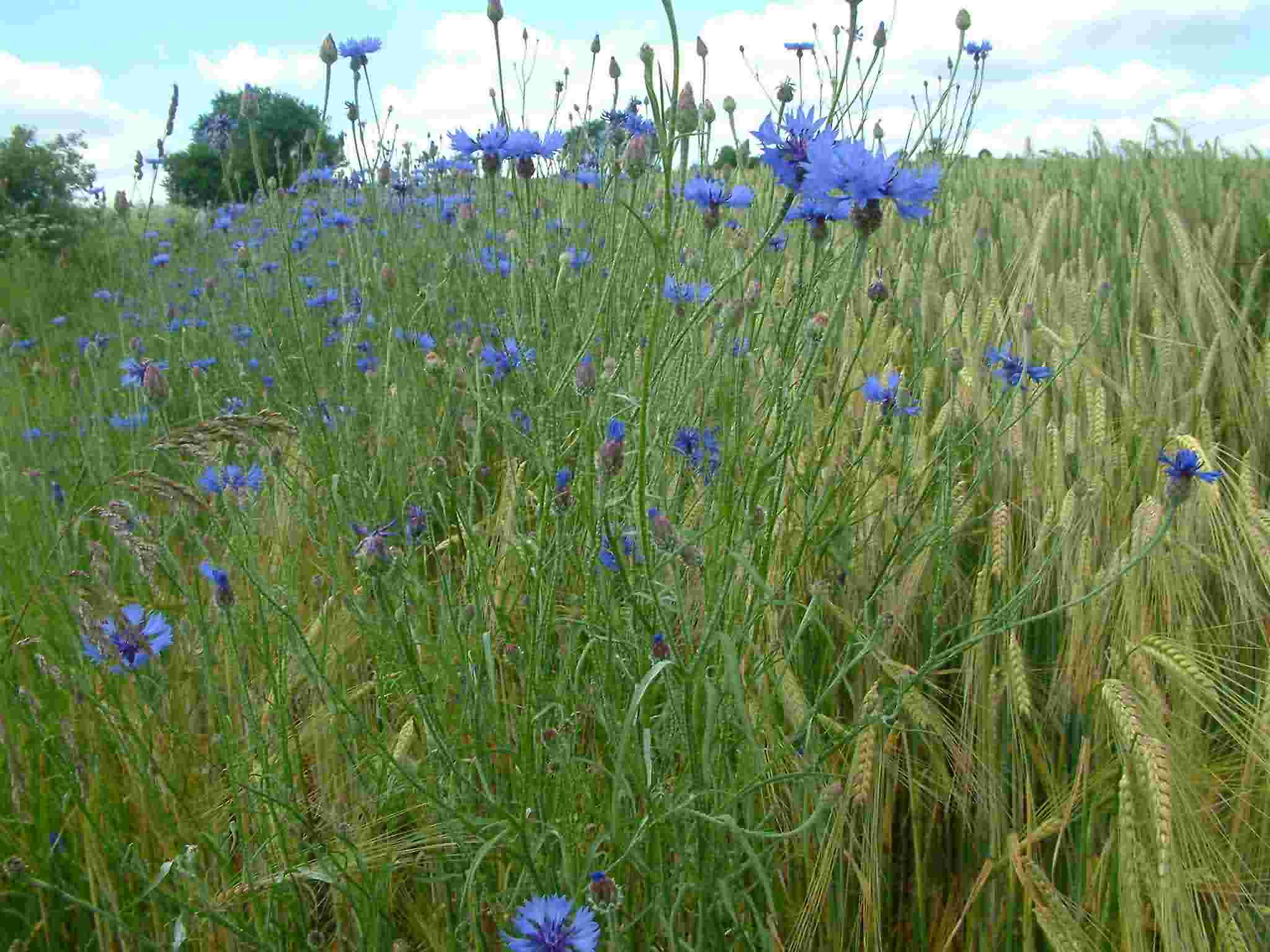 Centaurea cyanus 1