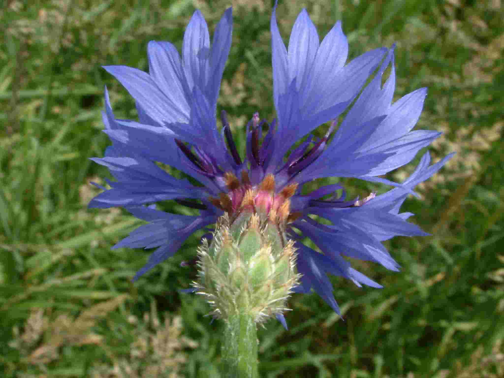 Centaurea cyanus 2