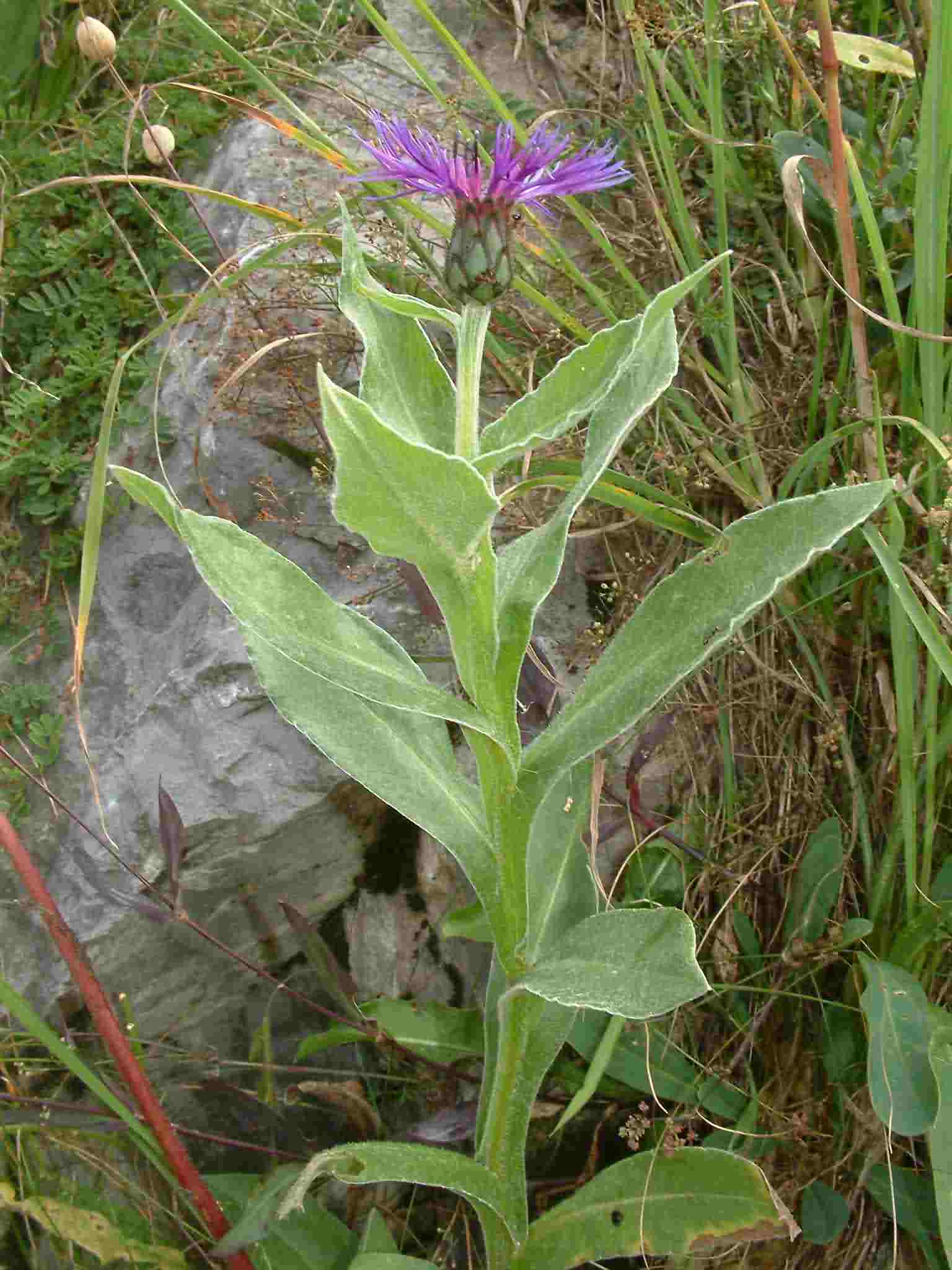 Centaurea montana 1