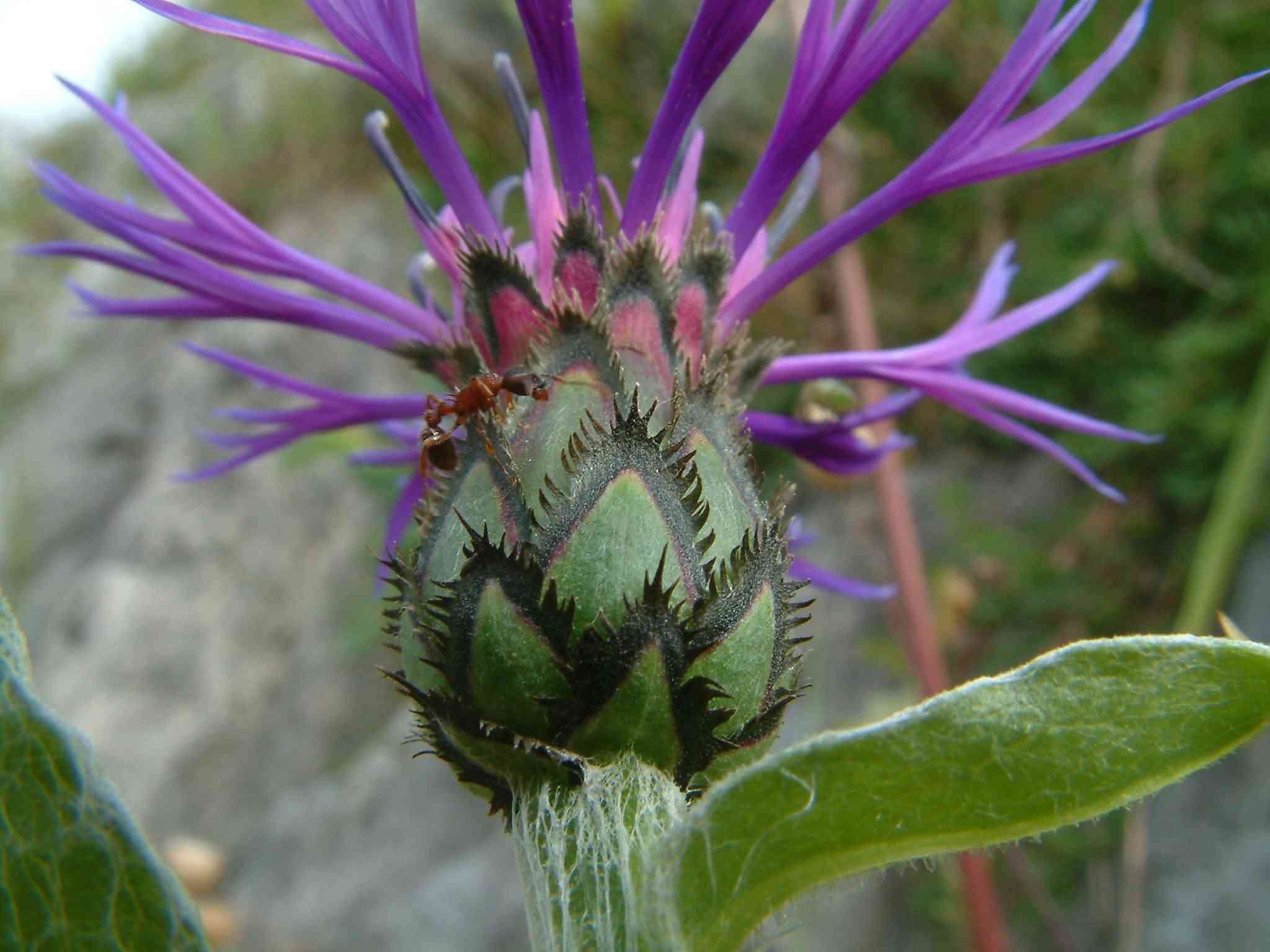 Centaurea montana 2