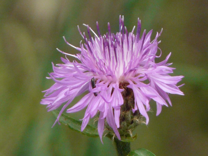 Centaurea nigrescens 1