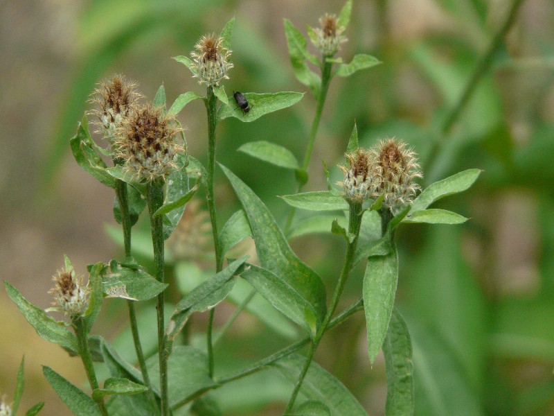 Centaurea nigrescens 2