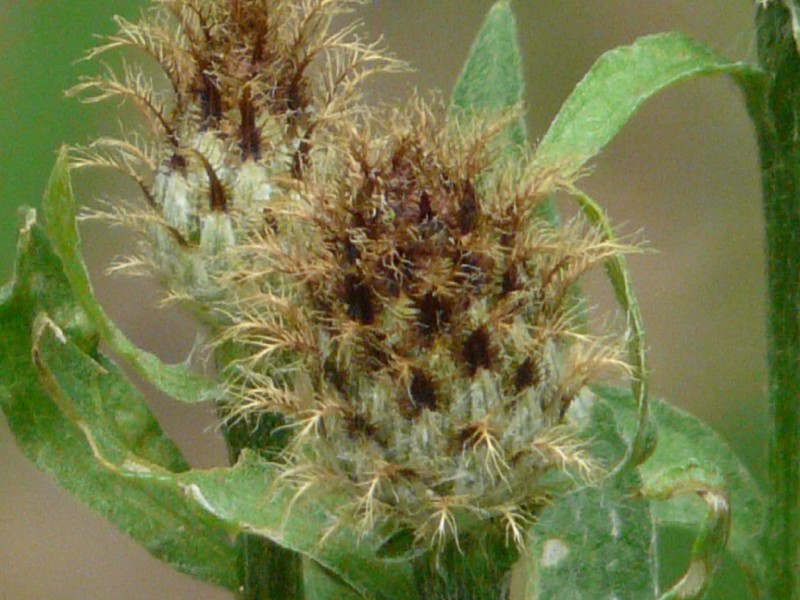 Centaurea nigrescens 3