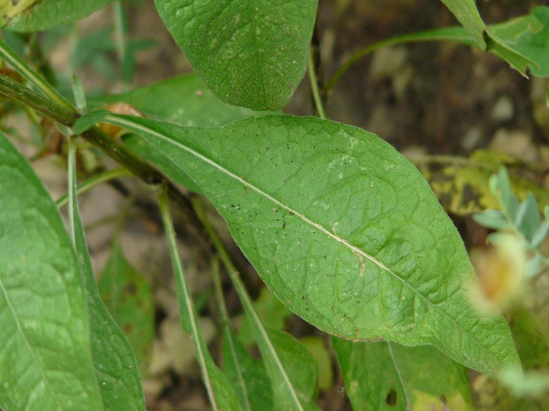 Centaurea nigrescens 4