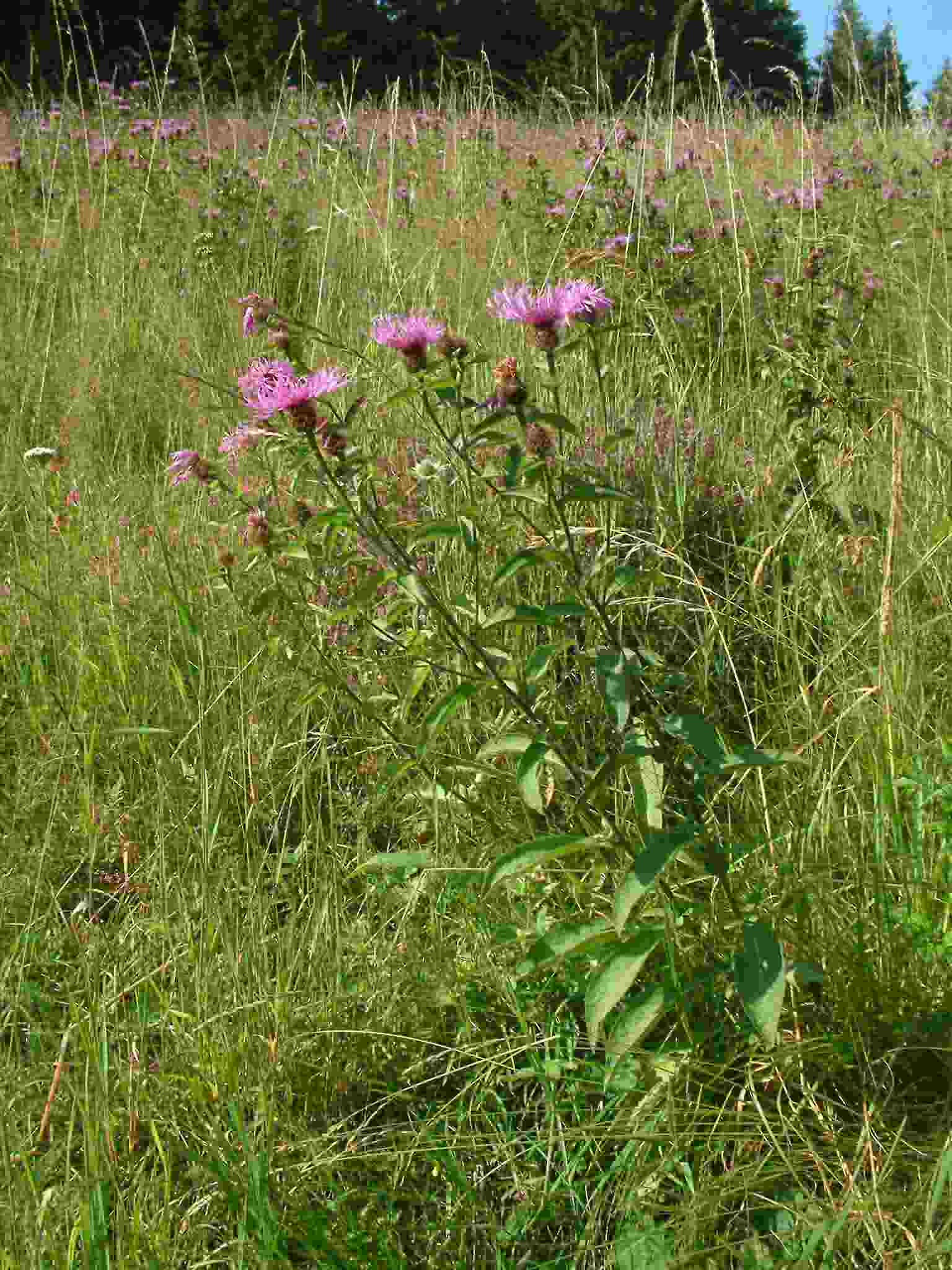 Centaurea pseudophrygia 1