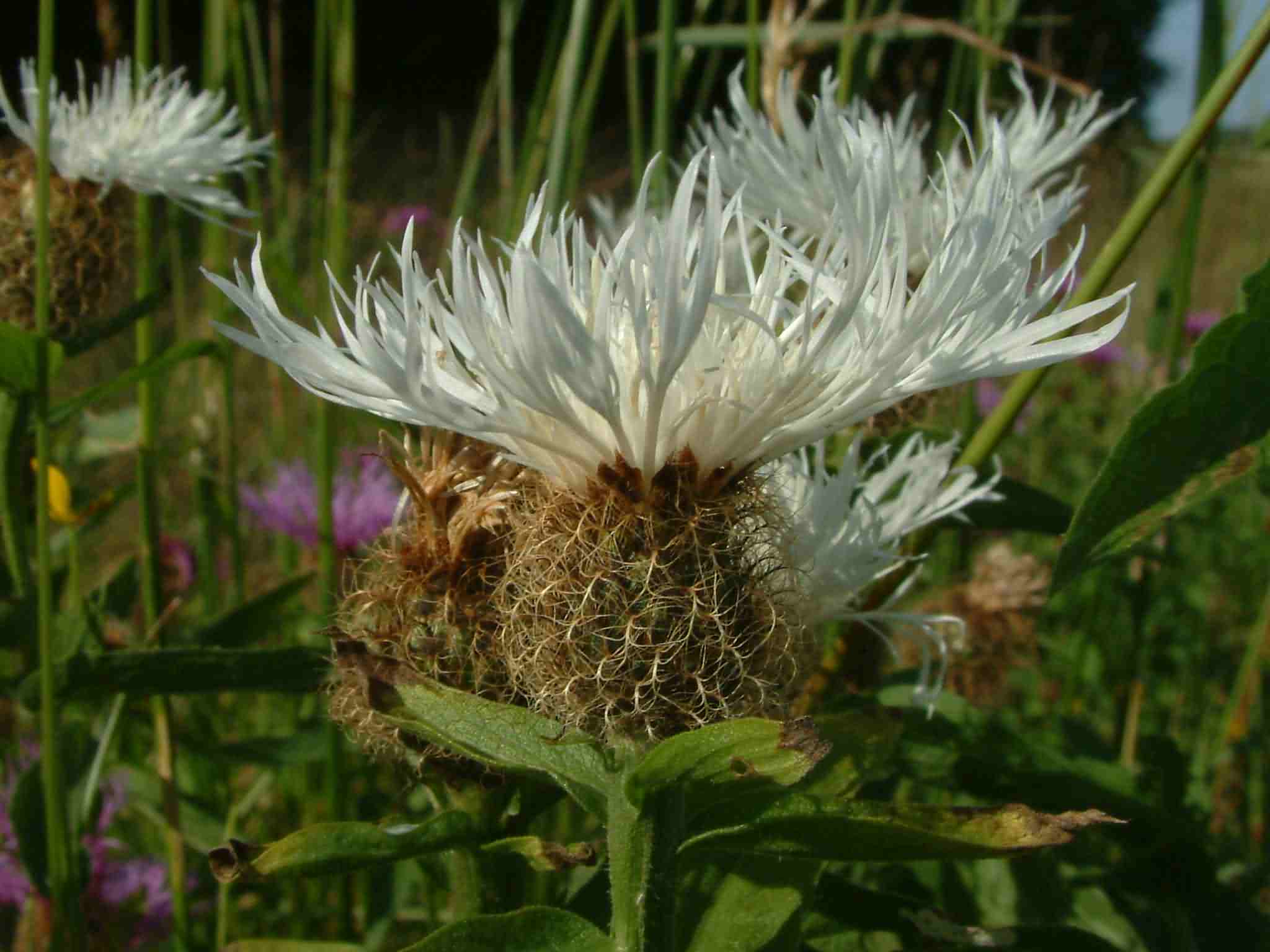 Centaurea pseudophrygia 3