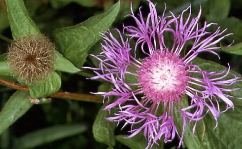 Centaurea pseudophrygia 2