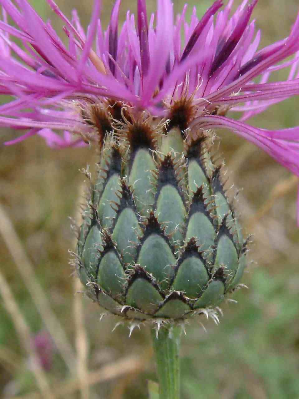 Centaurea scabiosa 2