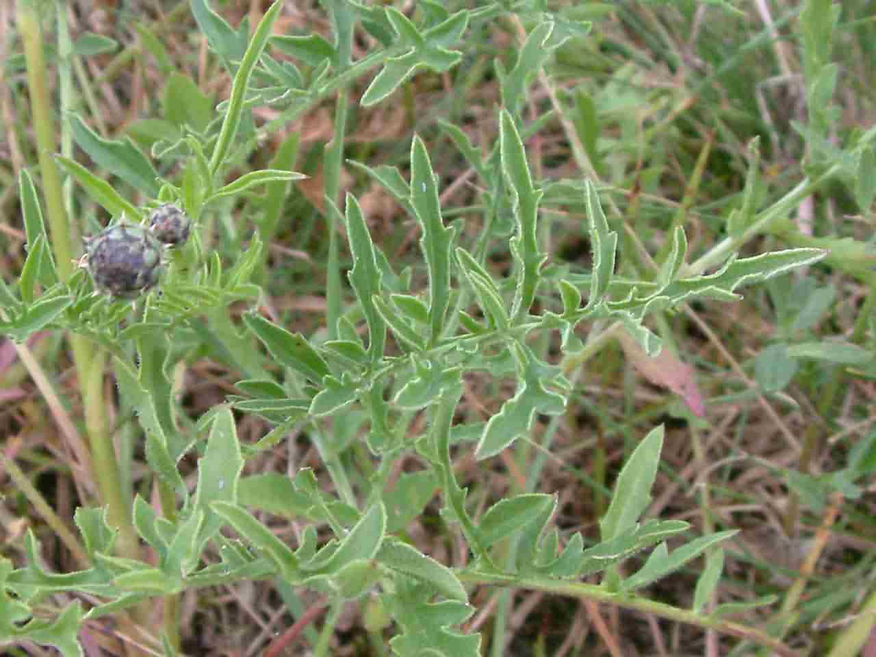 Centaurea scabiosa 3