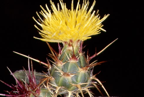 Centaurea solstitialis 1