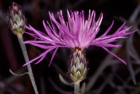 Centaurea stoebe 1