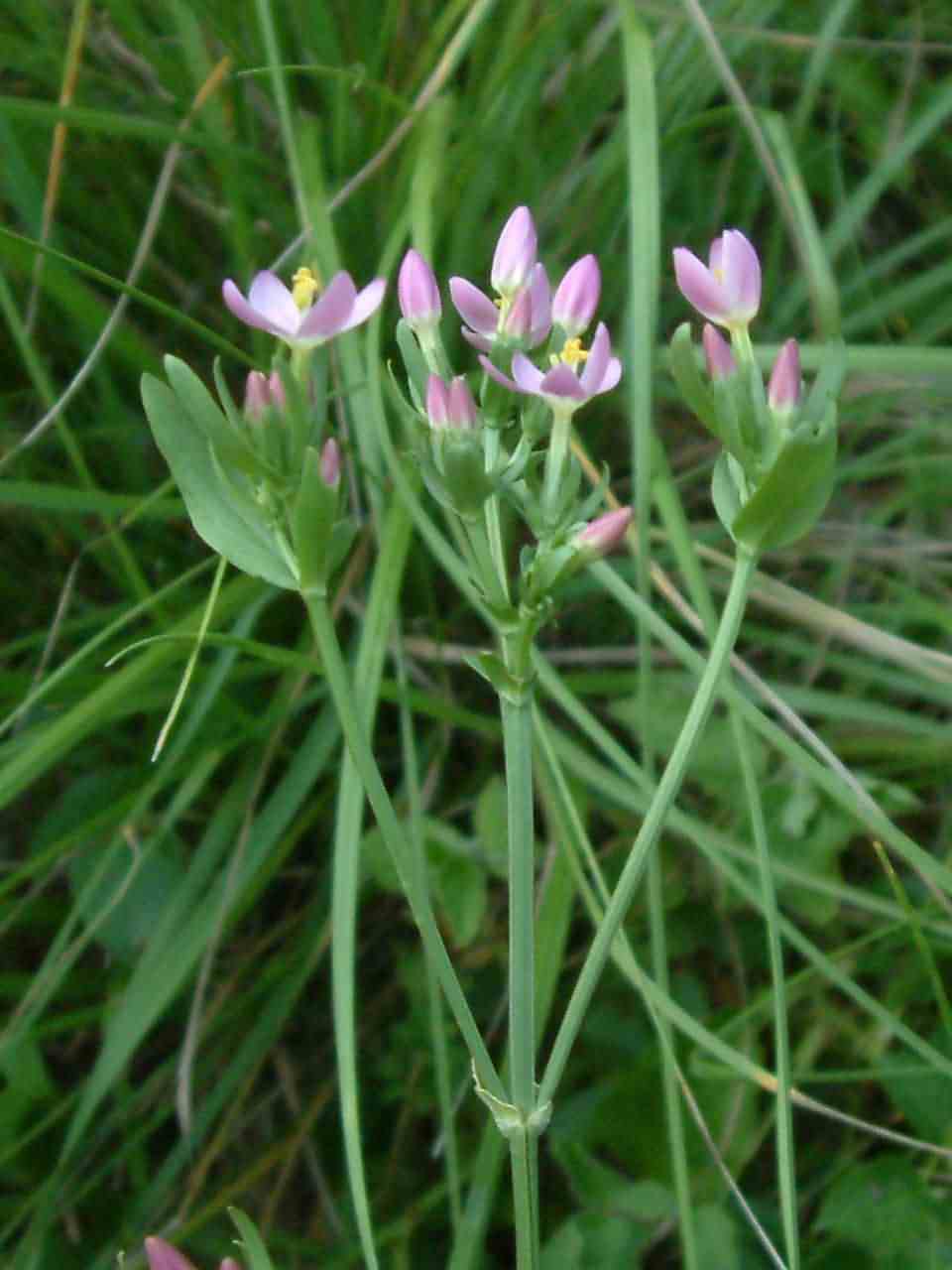 Centaurium erythraea 1