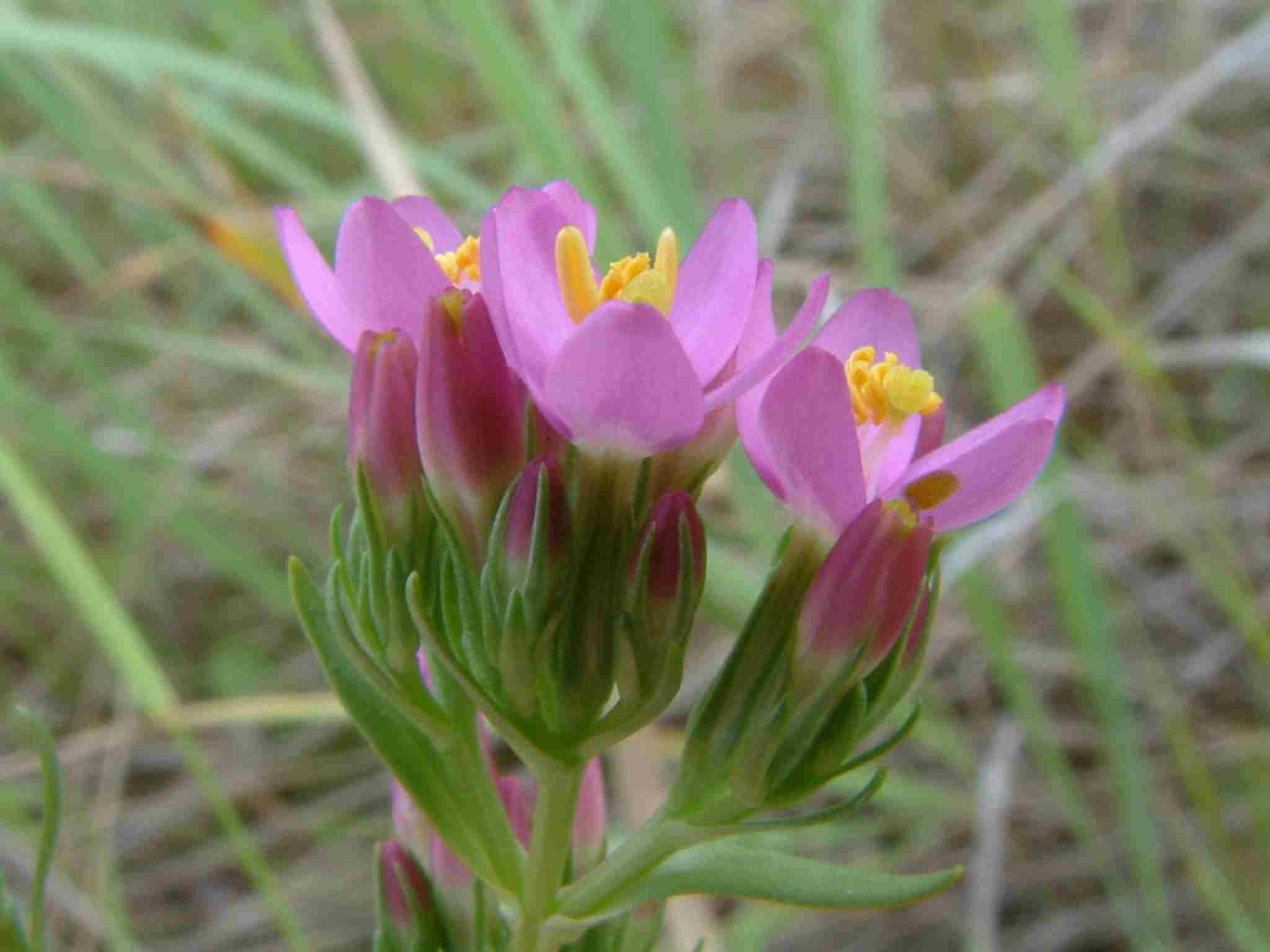 Centaurium erythraea 2